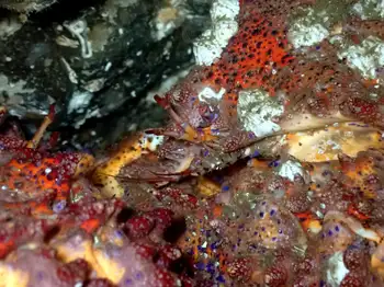 Puget Sound King Crabs