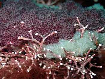eggs sculpin