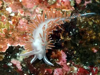 Red Gilled Nudibranch