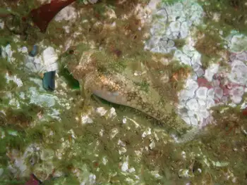 Sculpin