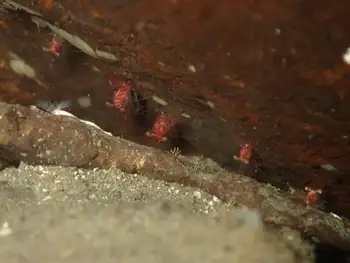 Shrimp