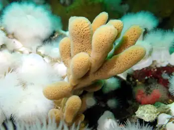 Sponge