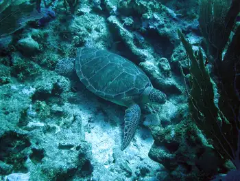 Green Sea Turtle