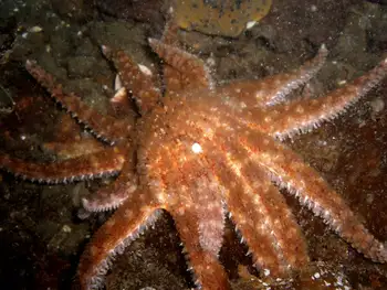 Sunflower Star