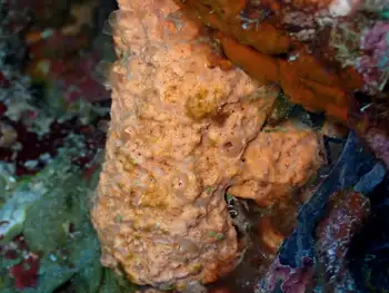 Sponge
