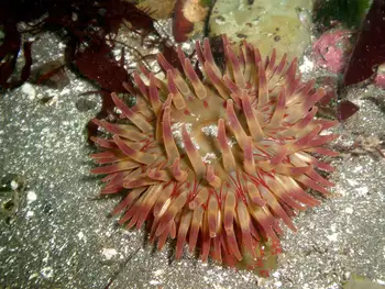 Painted Anemone
