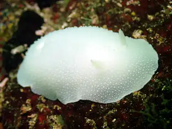 White Nudibranch
