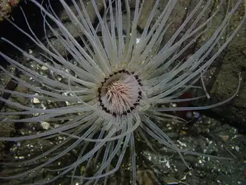 Tube Dwelling Anemone