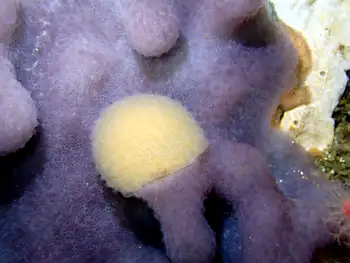 Compound Tunicates