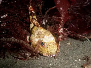 Sculpin