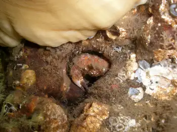 Pygmy Rock Crab