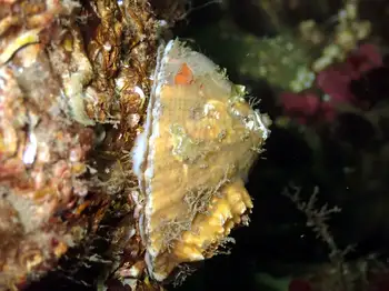Rough Keyhole Limpet