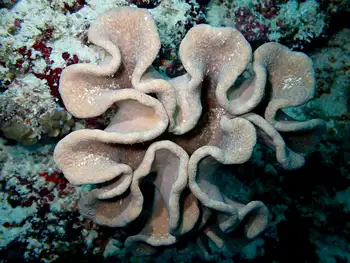 Coral