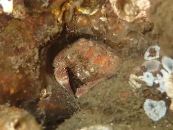 Pygmy Rock Crab