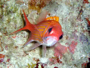 Longspine Squirrelfish