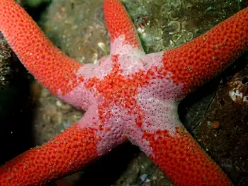 Armpit Blood Star