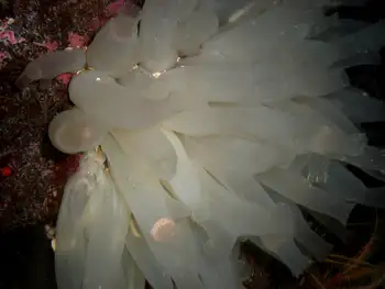 tunicate siphon hydroid