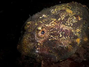 Buffalo Sculpin