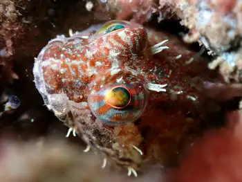 Scalyhead Sculpin