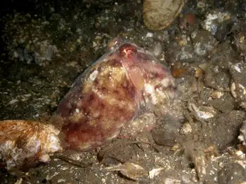 Red Octopus
