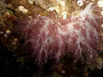 Red Dendronotid