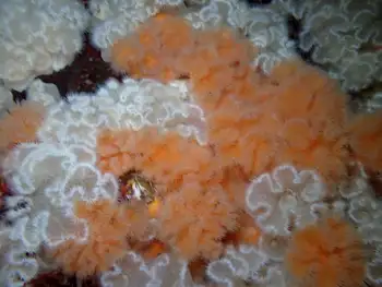 Short Plumose Anemones