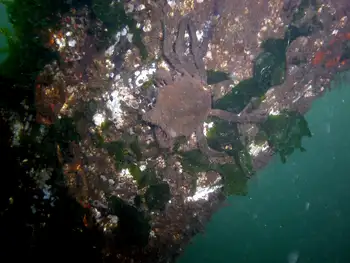 Sea Lettuce