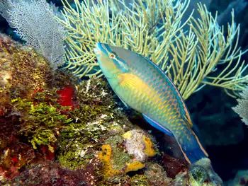 parrot fish