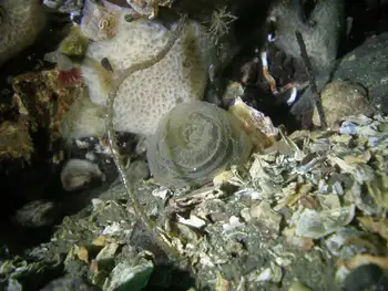 Slime Tube Feather Duster Worm
