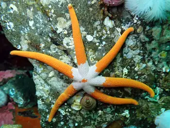 Armpit Blood Star