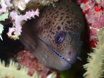 Giant Moray Eel