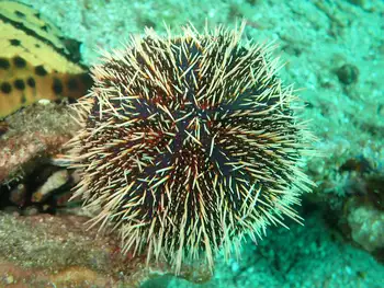 white urchin