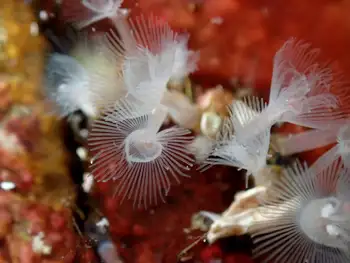 Hydroid