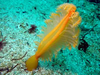 Ptilosarcus gurneyi Sea Pen