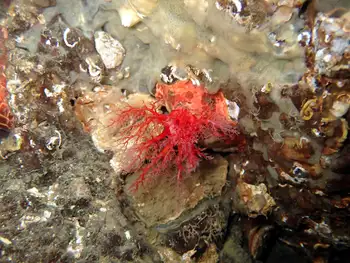 Red Creeping Pedal Sea Cucumber