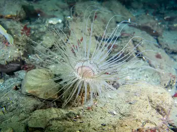 Tube Dwelling Anemone