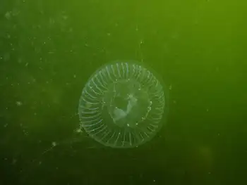 Water Jelly