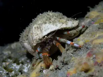Bering Hermit Crab