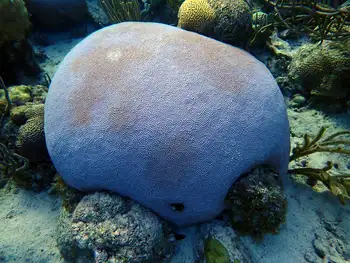 Coral
