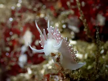 Red Flabellina Nudibranch