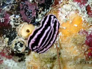 Rose Phyllidiella Nudibranch