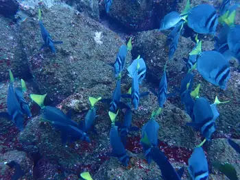 sergeant fish