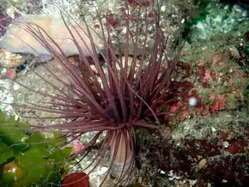 Tube Dwelling Anemone