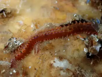Sea Nymph