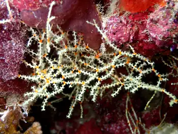 Coral