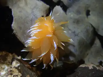 Golden Dirona Nudibranch
