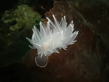 Alabaster Nudibranch