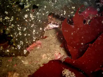 Painted Greenling