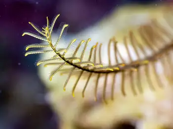 golden feather star