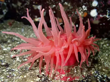 Crimson Anemone